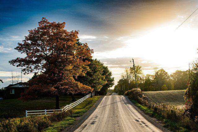 Rural gravel road with autumn maple tree at sunset