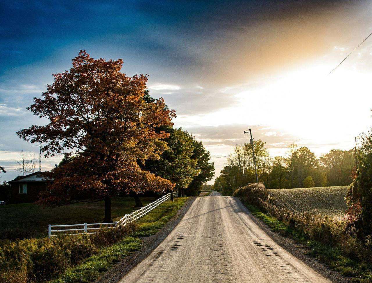 Rural gravel road with autumn maple tree at sunset