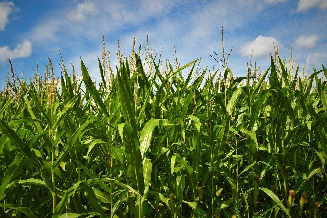 Upward view into tall green cornfield against blue sky