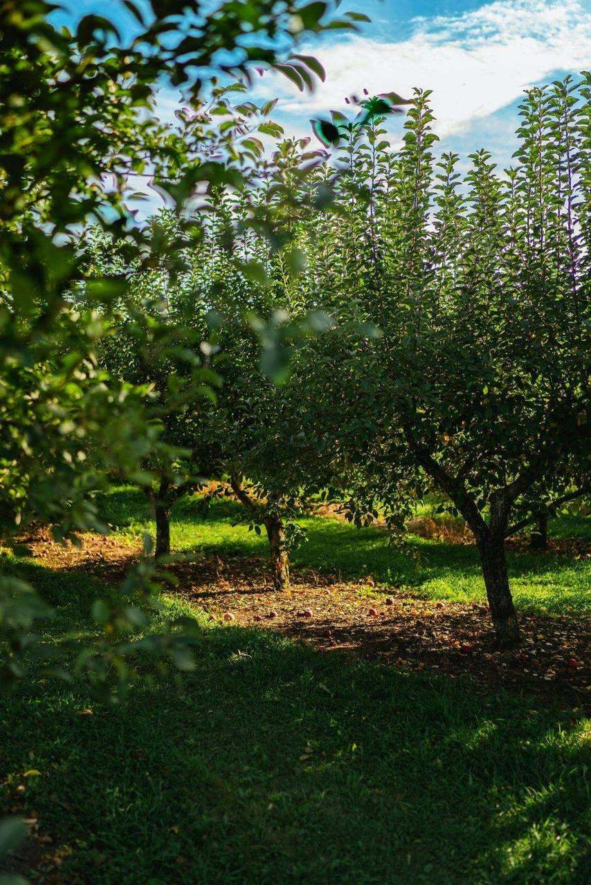 Sunlit apple orchard rows with fallen fruit