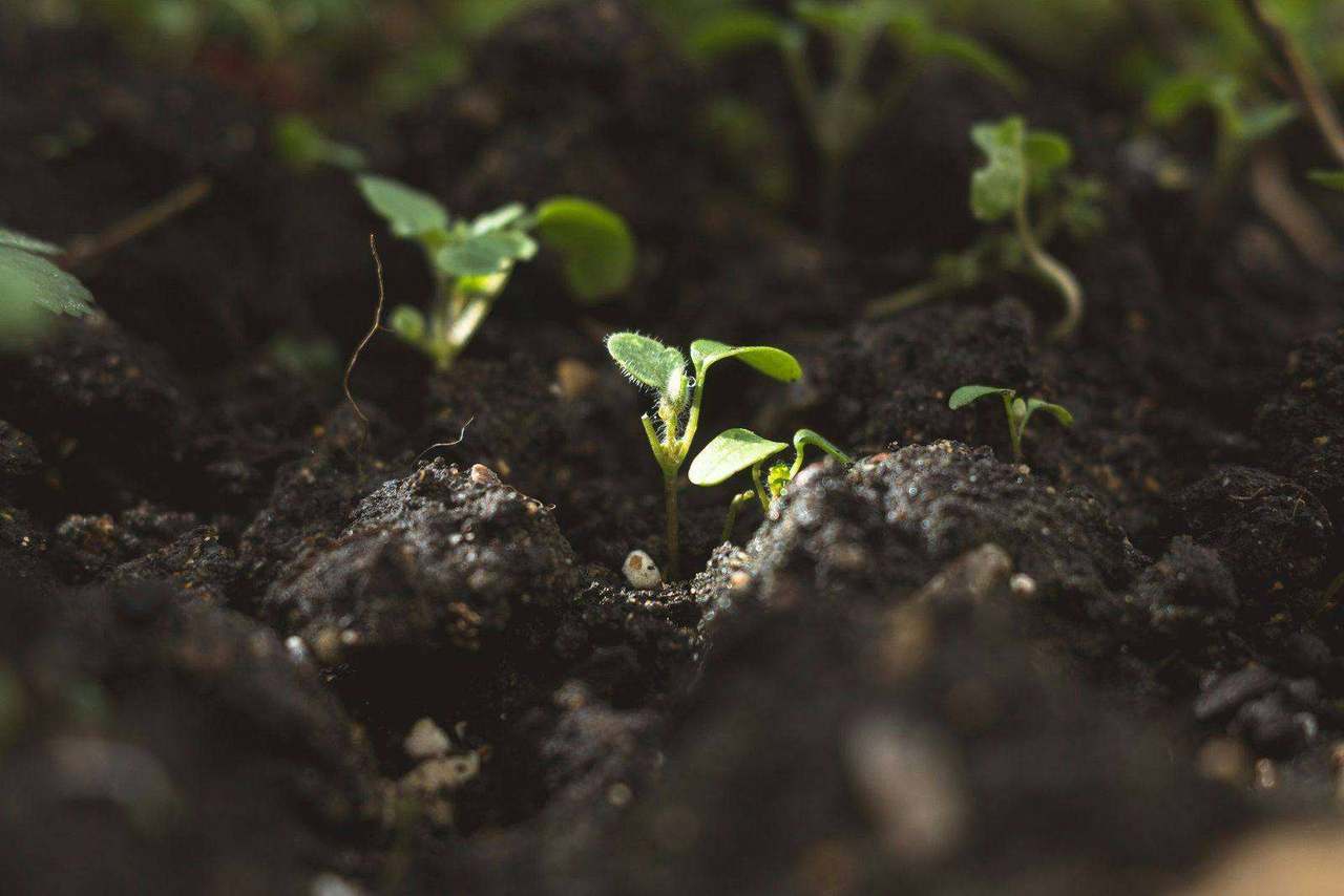 Close-up of seedlings sprouting from dark soil