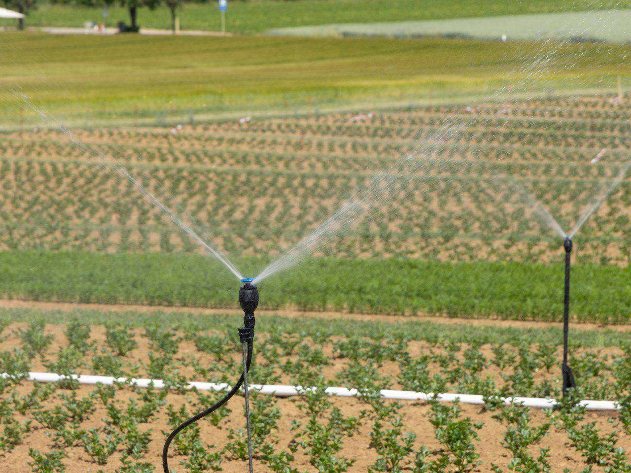 Micro-sprinklers irrigating rows of young crop