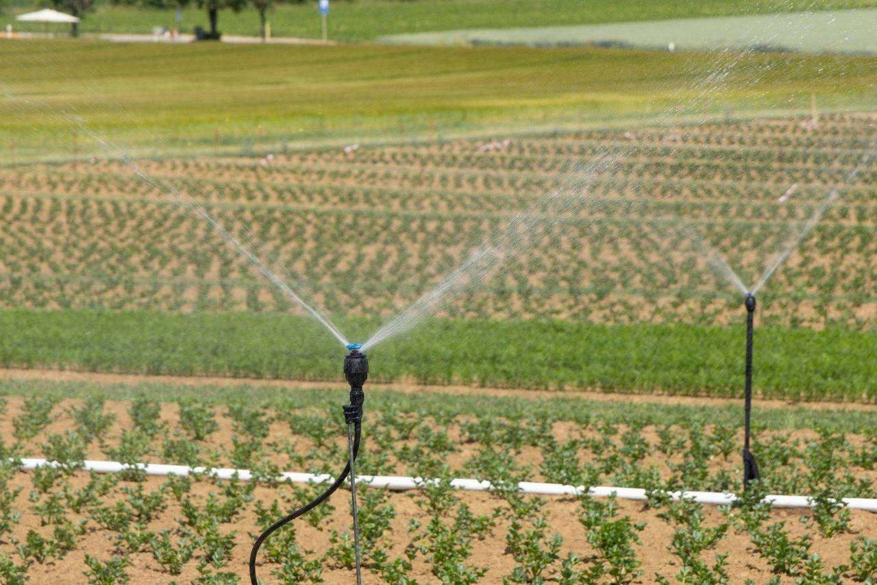 Micro-sprinklers irrigating rows of young crop