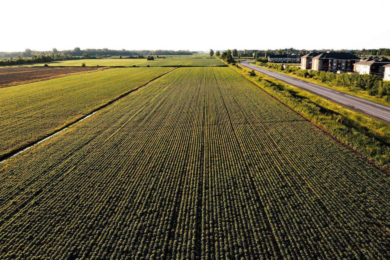 Aerial crop field beside suburban townhouse development