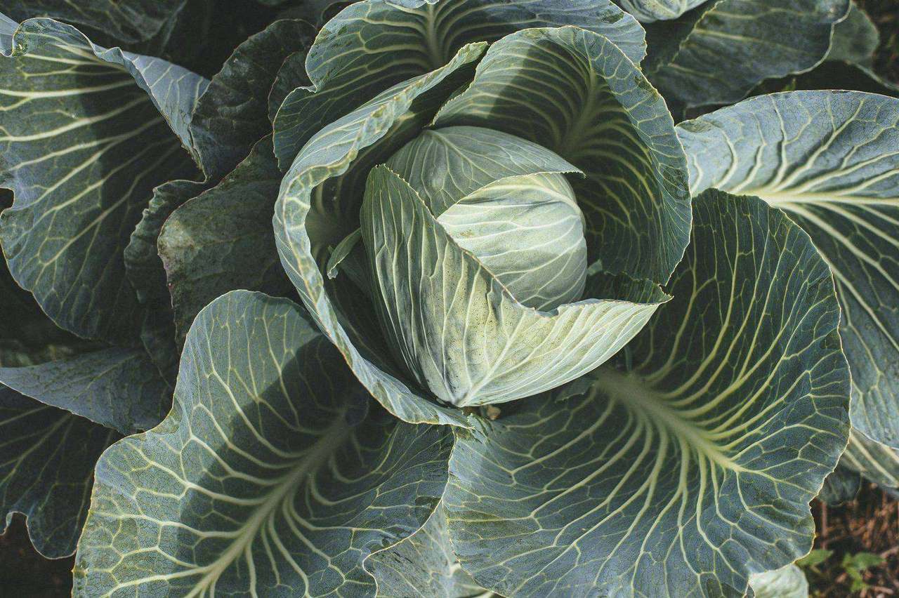 Top-down view of a fresh cabbage head