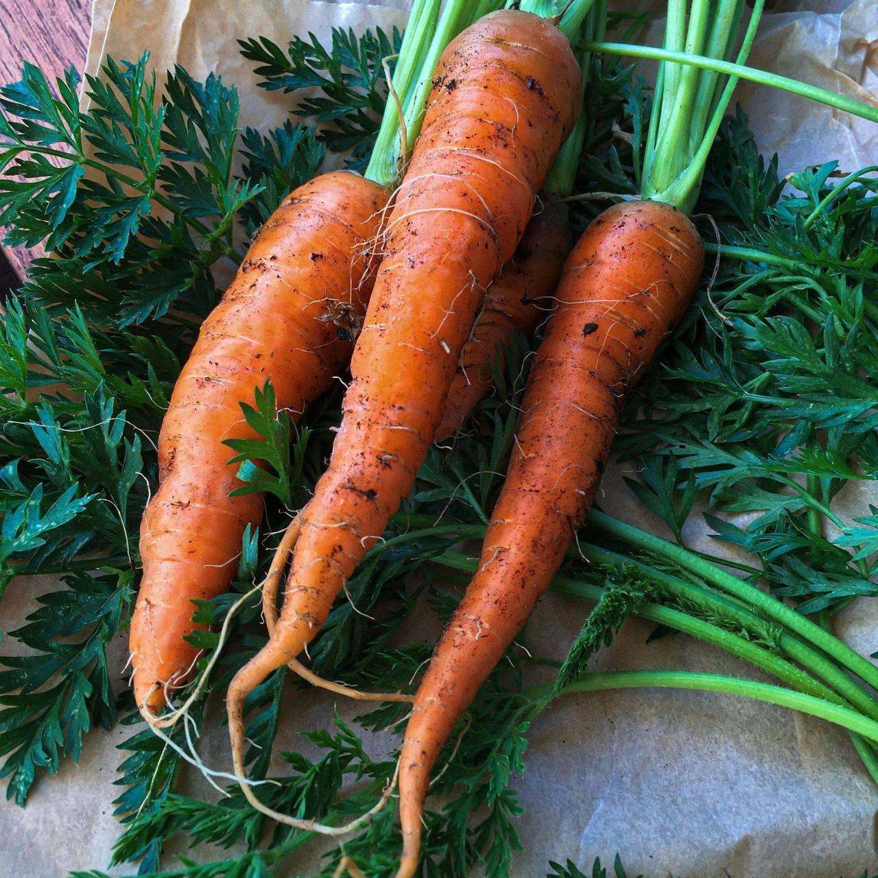 Freshly pulled carrots with soil and greens on paper