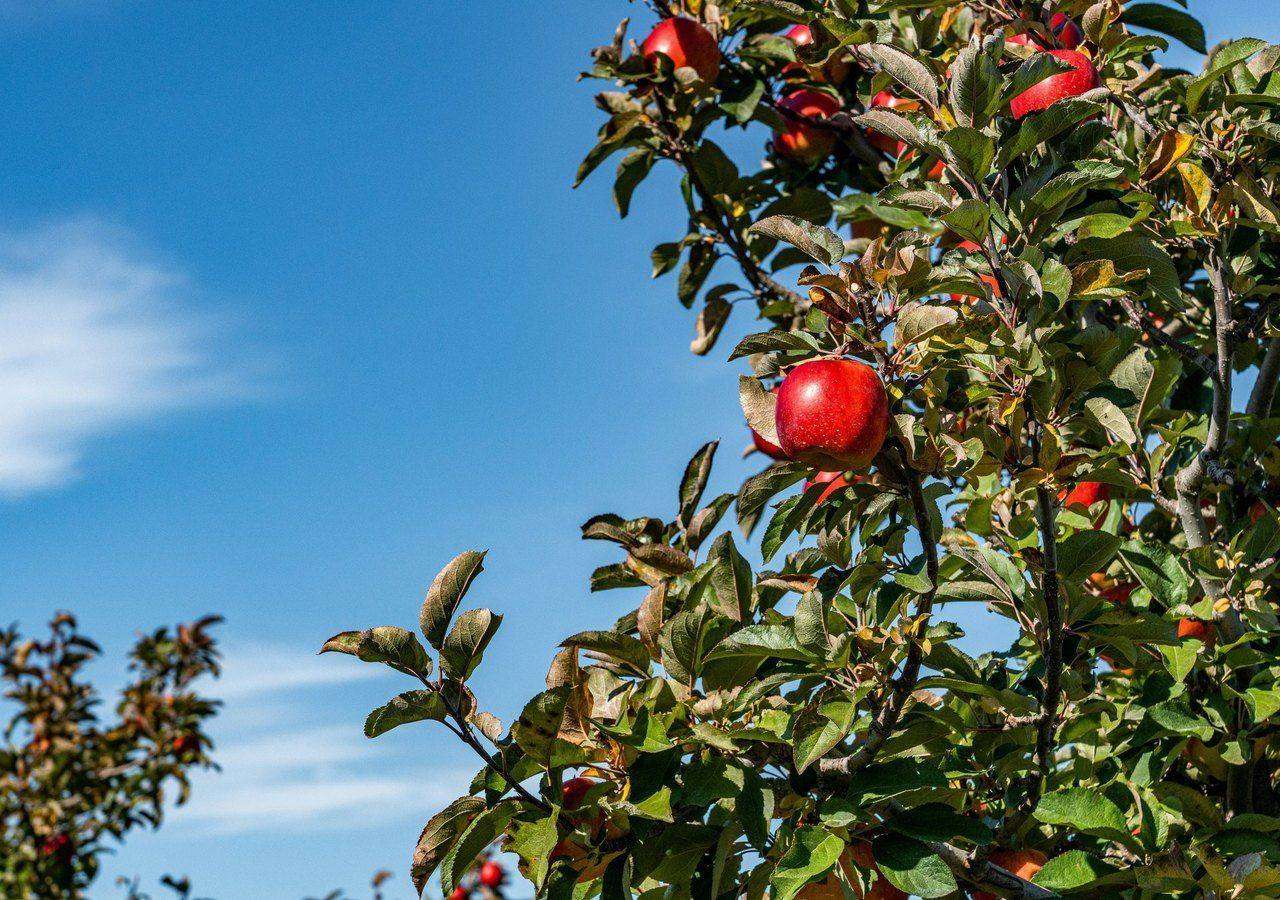 Red apples on tree branch against clear blue sky