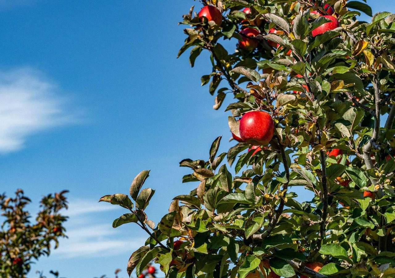 Red apples on tree branch against clear blue sky