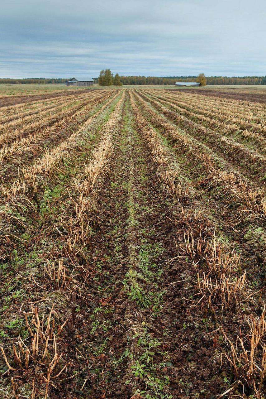Harvested field rows leading to distant farm buildings
