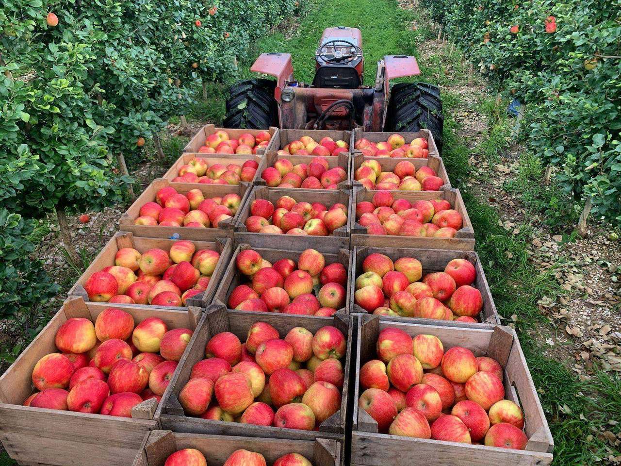 Aerial view of apple crates towed by a tractor through an orchard