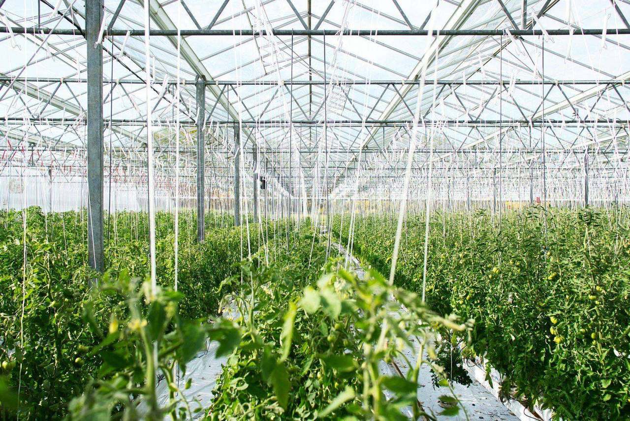 Rows of tomato plants inside large commercial greenhouse