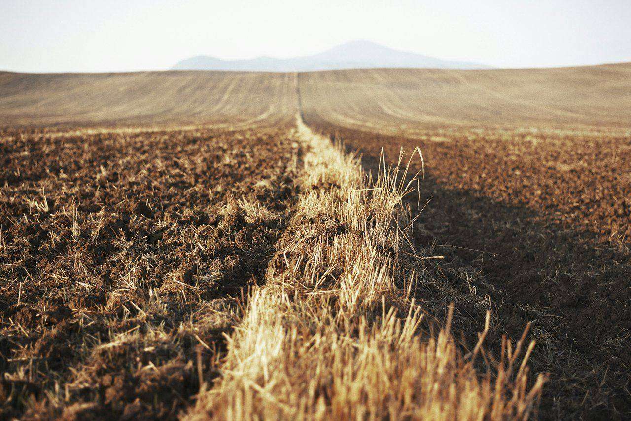 Harvested field windrow leading to distant hills