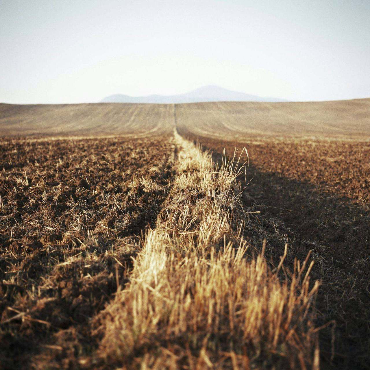 Harvested field windrow leading to distant hills