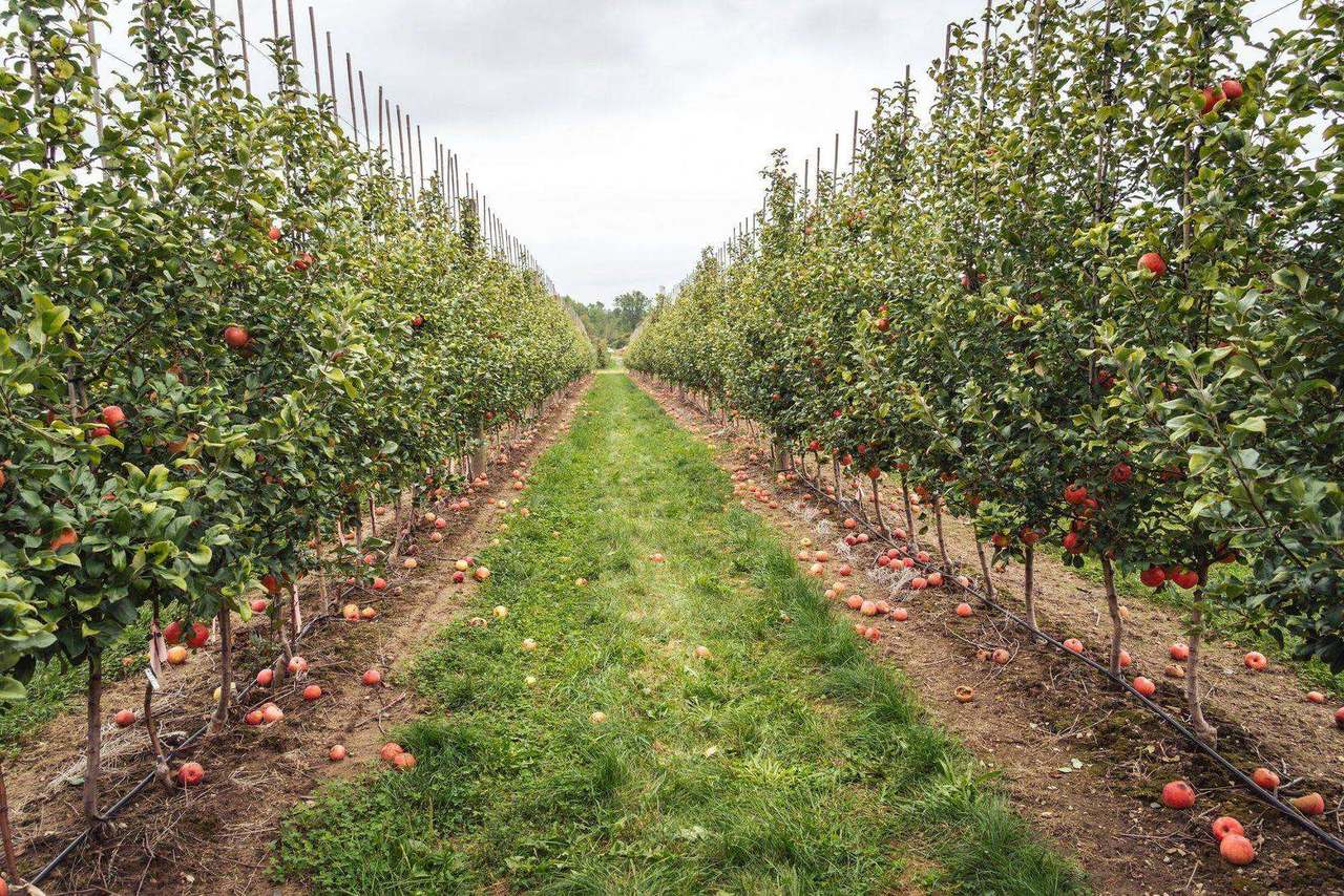Symmetrical apple orchard rows with fallen fruit on ground