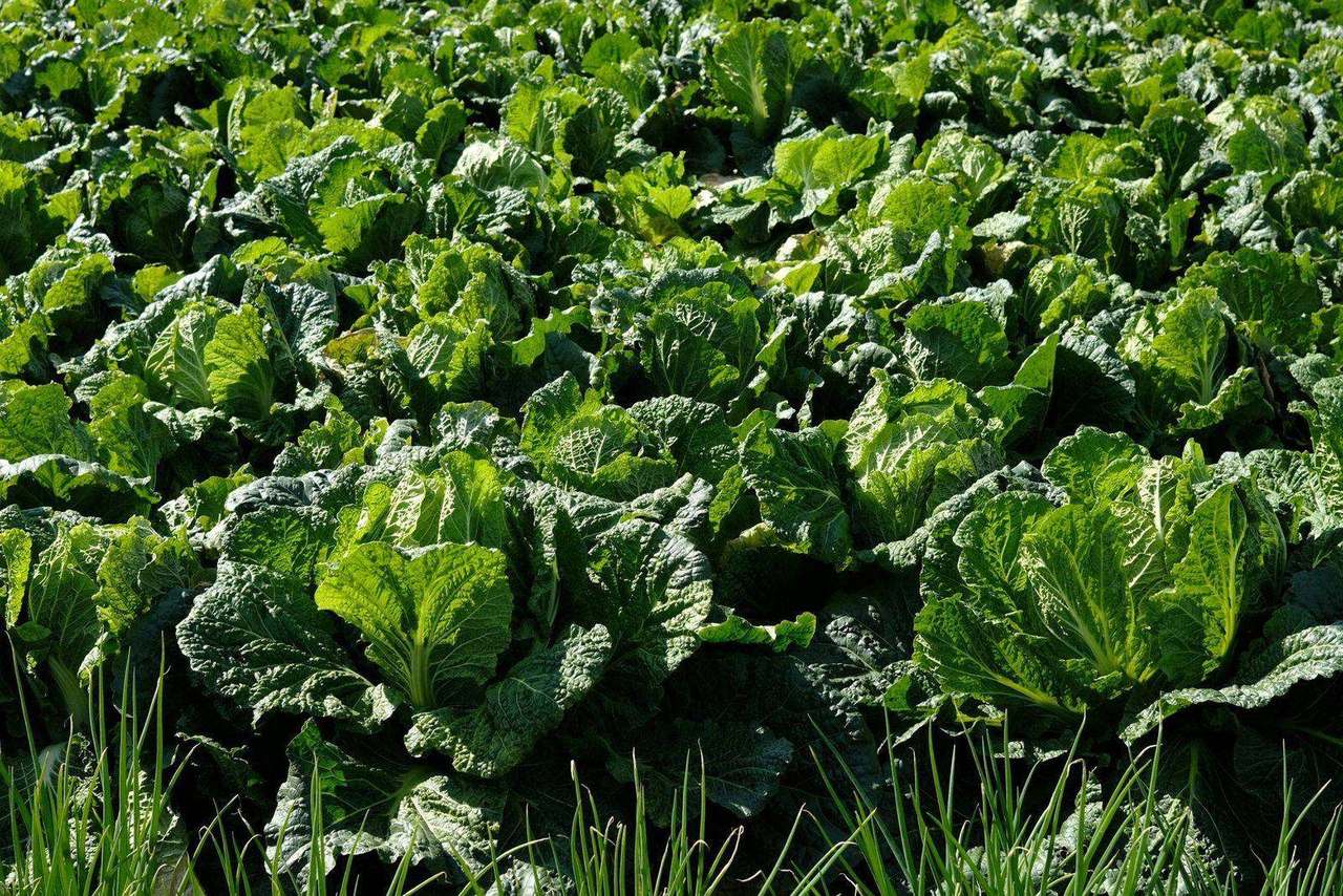 Rows of leafy cabbage plants in sunlit field