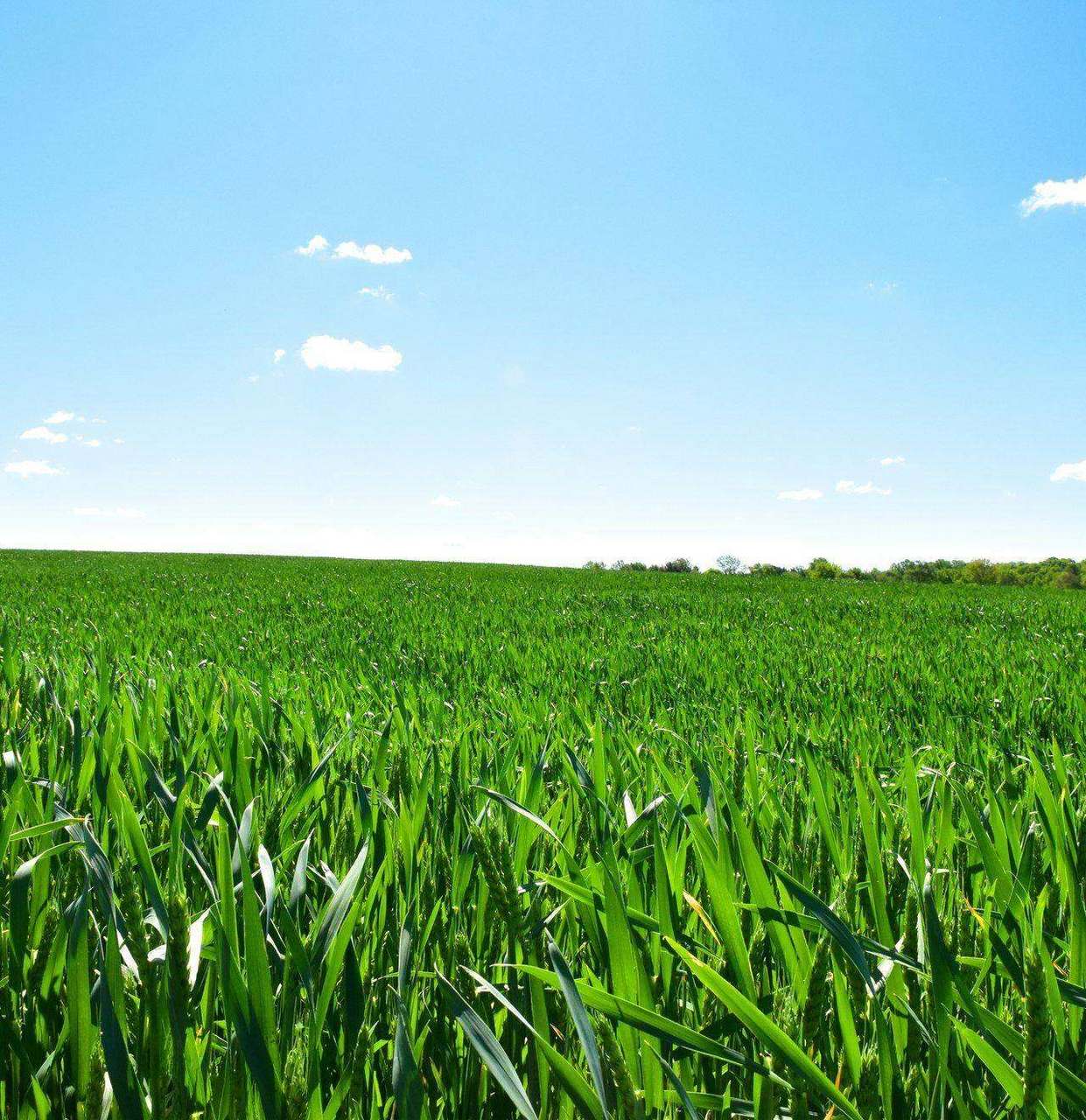 Green wheat field under blue sky with clouds