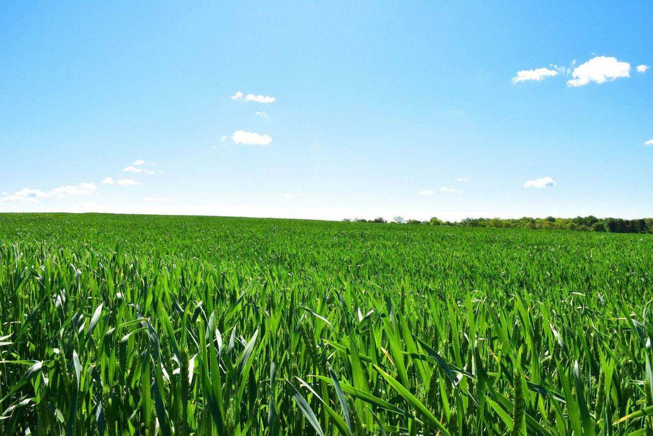 Green wheat field under blue sky with clouds