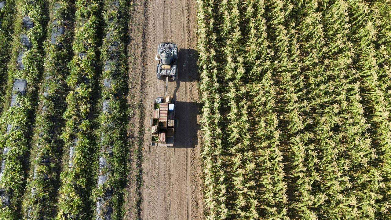 Aerial small tractor towing produce crates between rows