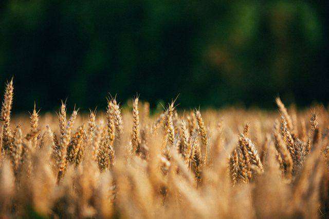 Close-up golden wheat heads against dark green backdrop
