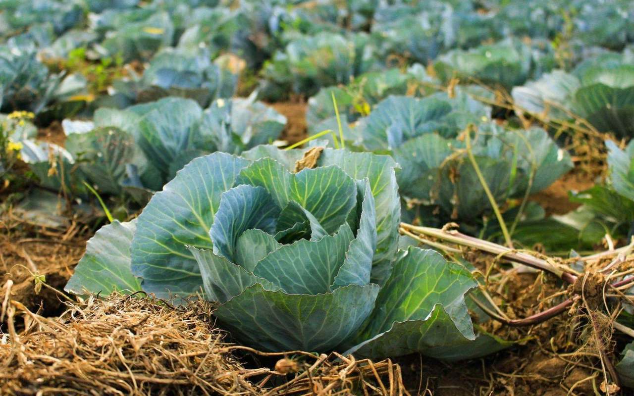 Single cabbage head close-up in cultivated field