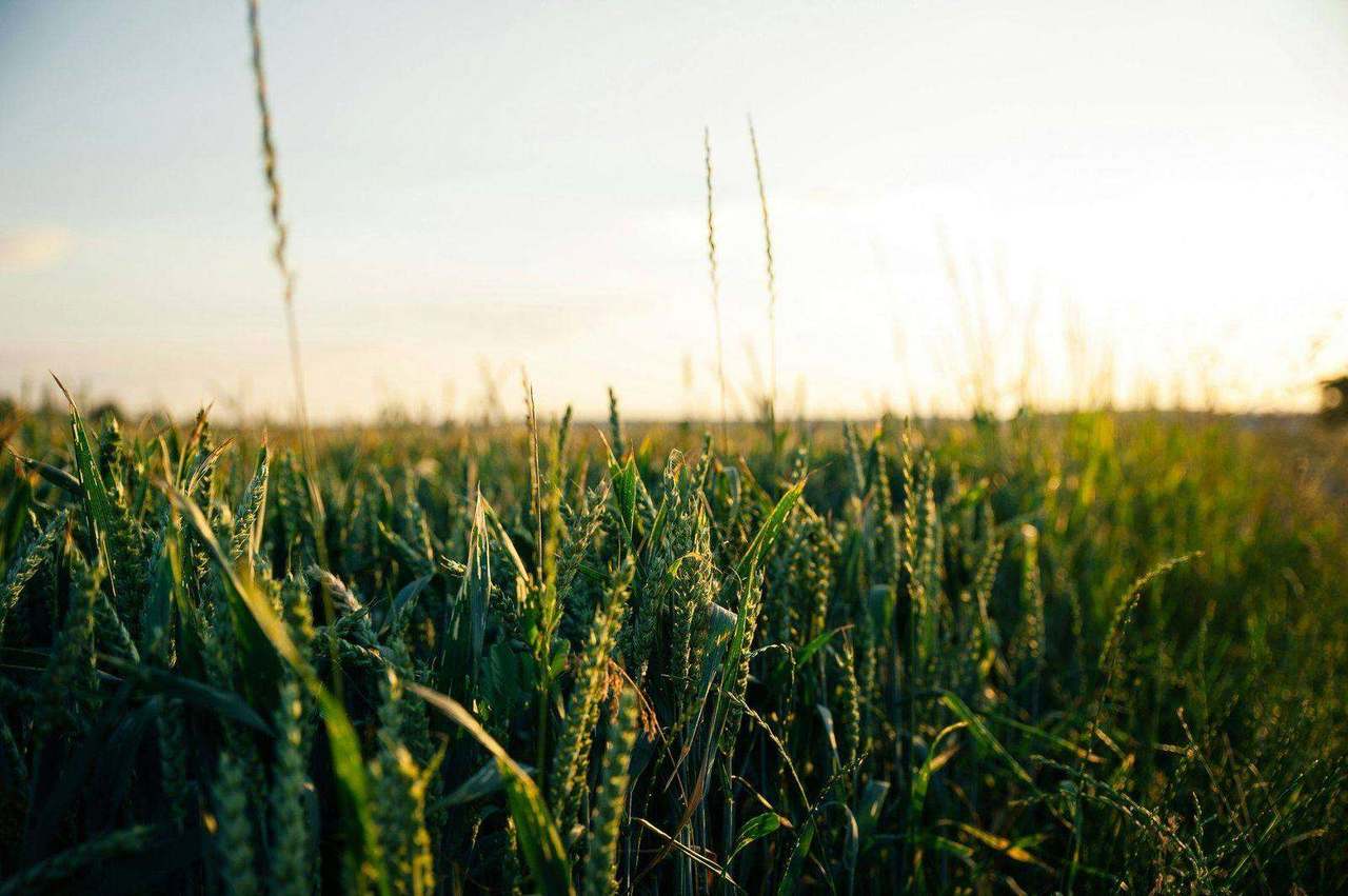 Green grain field silhouetted at sunset