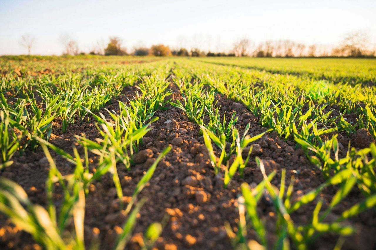 Young green wheat shoots at sunset