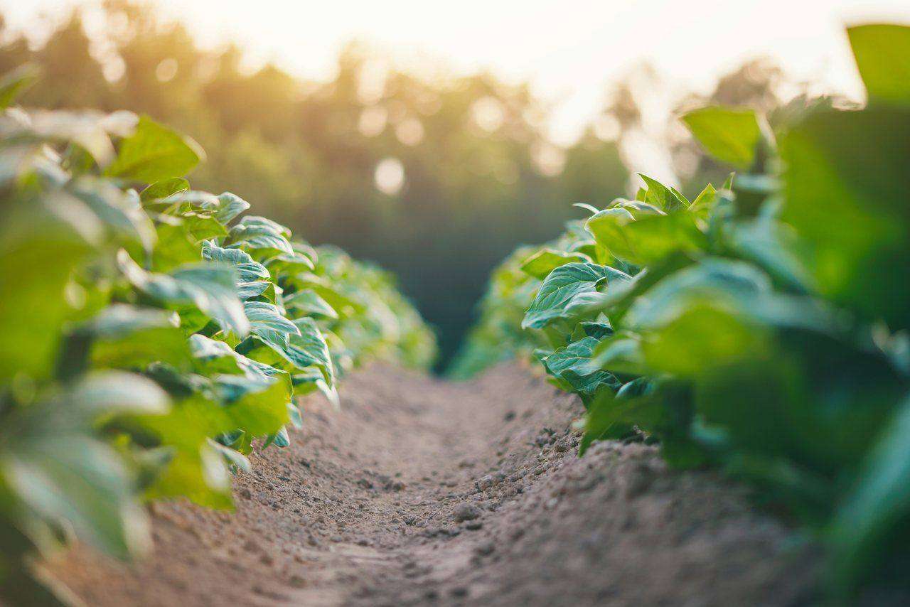 Backlit rows of leafy plants with dirt path between
