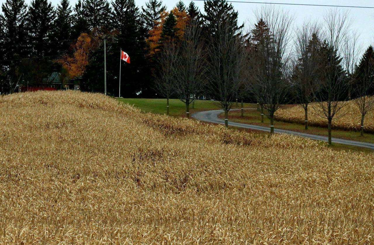 Corn field with Canadian flag on pole beside driveway