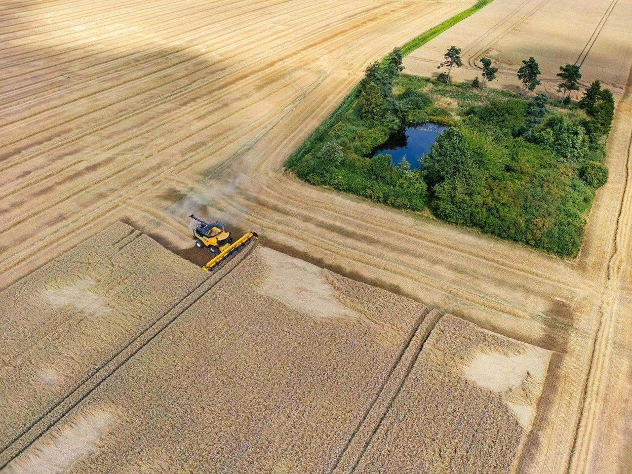 Aerial combine harvester cutting golden field near pond