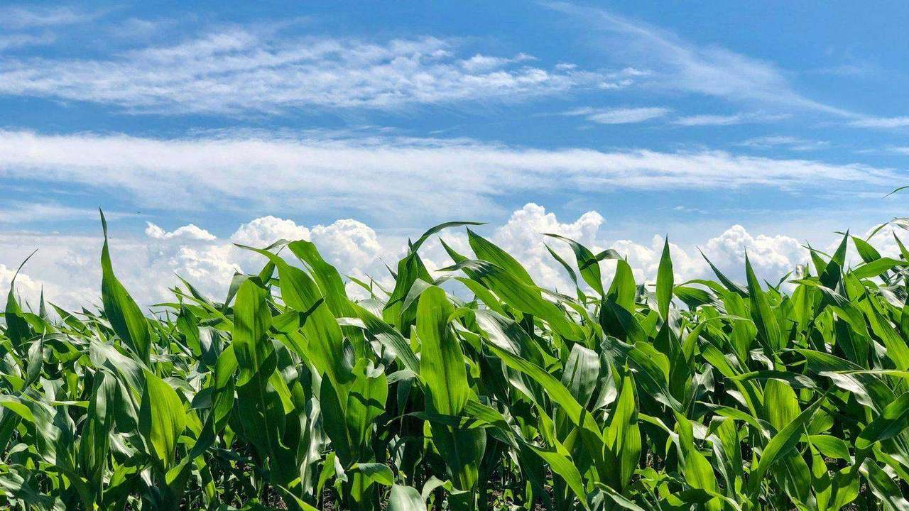 Cornfield with dramatic cumulus clouds and blue sky