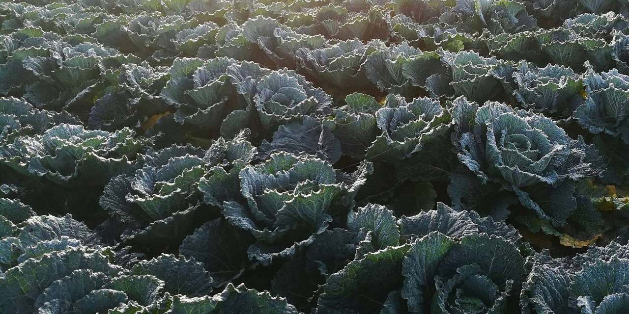 Frosty cabbage field lit by low sunrise