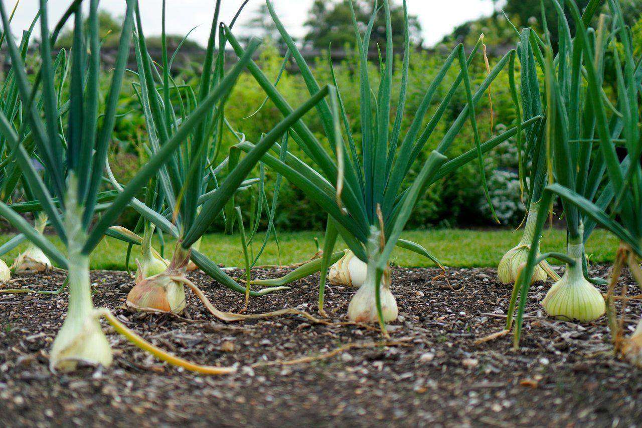 Rows of onion bulbs growing in garden bed