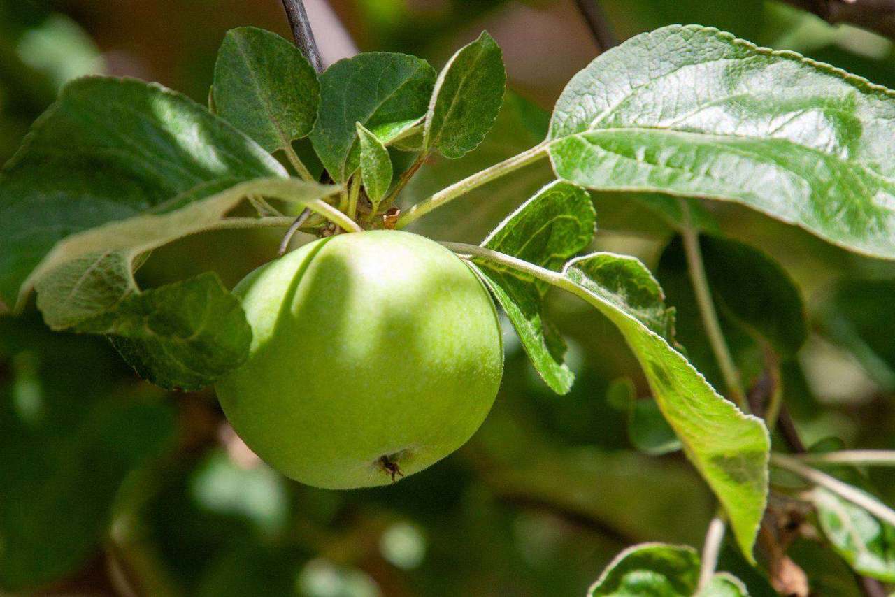 Green apple hanging on tree branch close-up