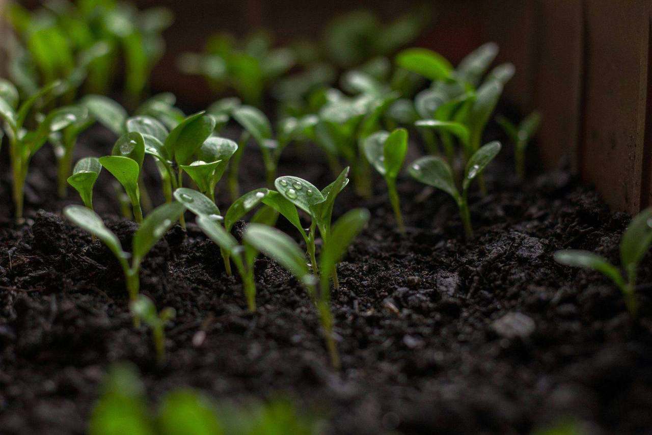 Dew-covered seedlings emerging from soil in planter