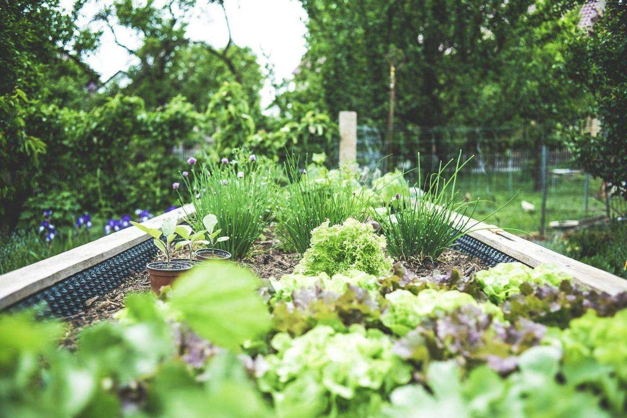 Raised backyard garden bed with lettuce and chives
