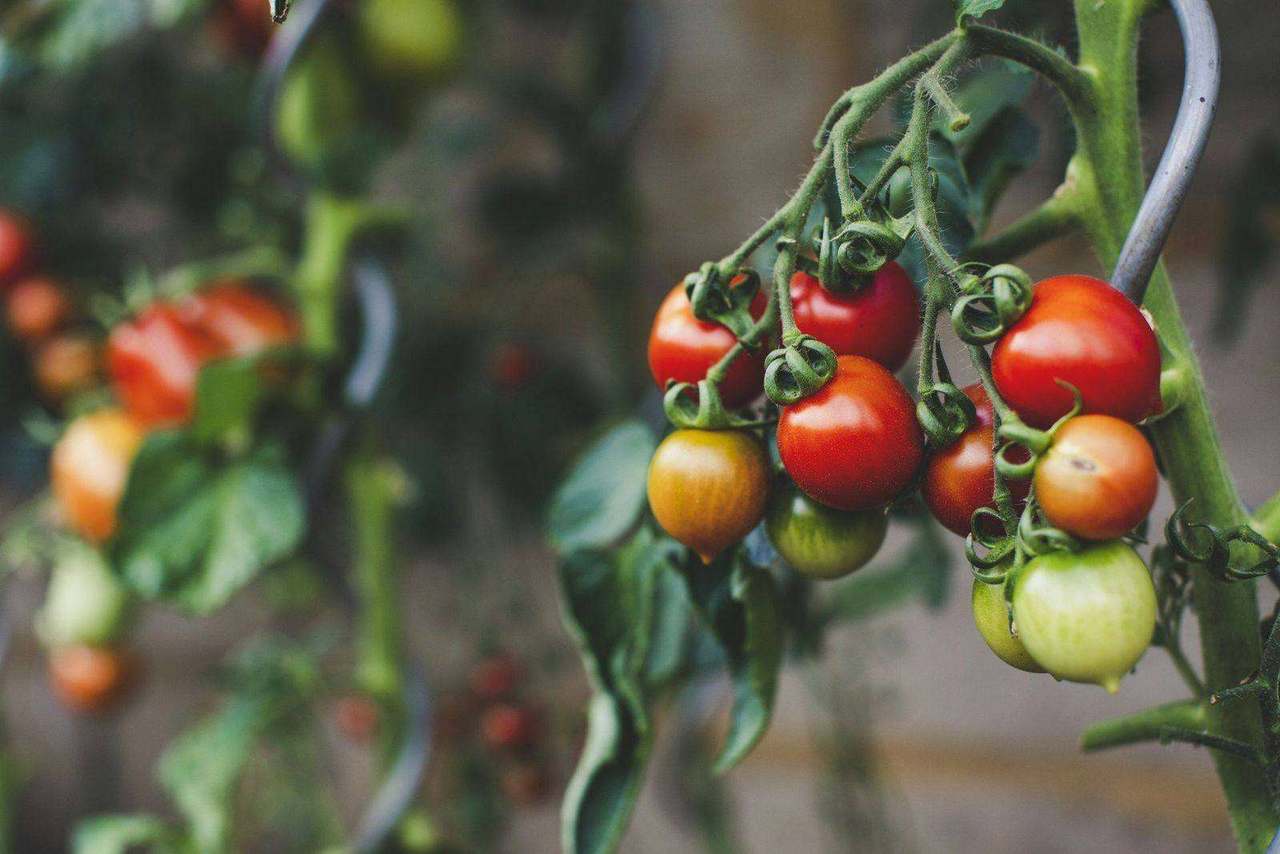 Cluster of ripening cherry tomatoes hanging on vine