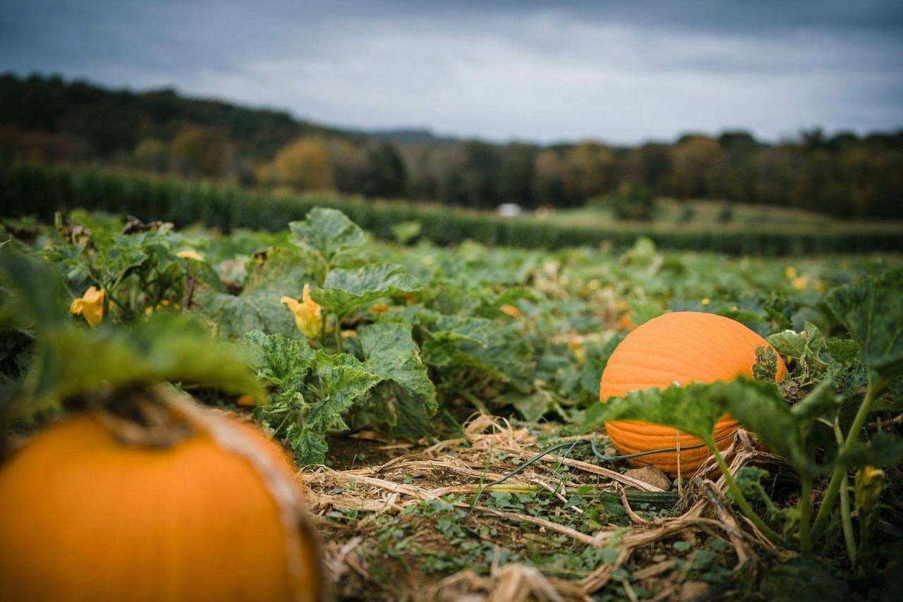 Single orange pumpkin on vine in overcast field