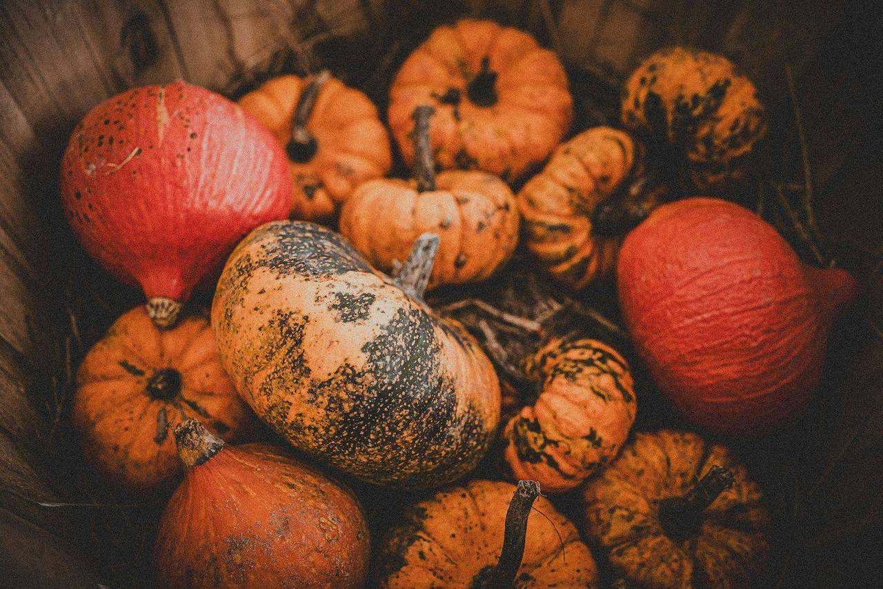 Pile of mixed mini pumpkins and gourds, dark background