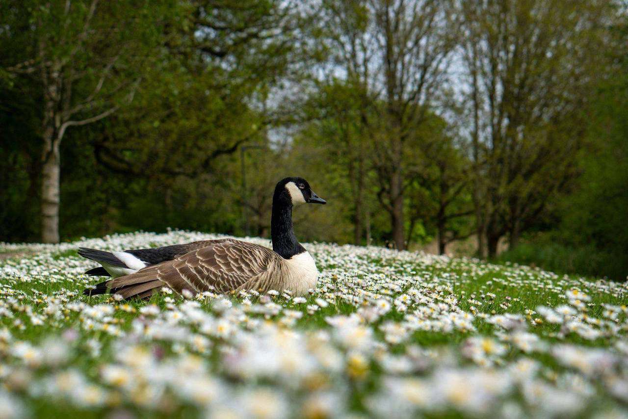 Canada goose resting in a field of white daisies