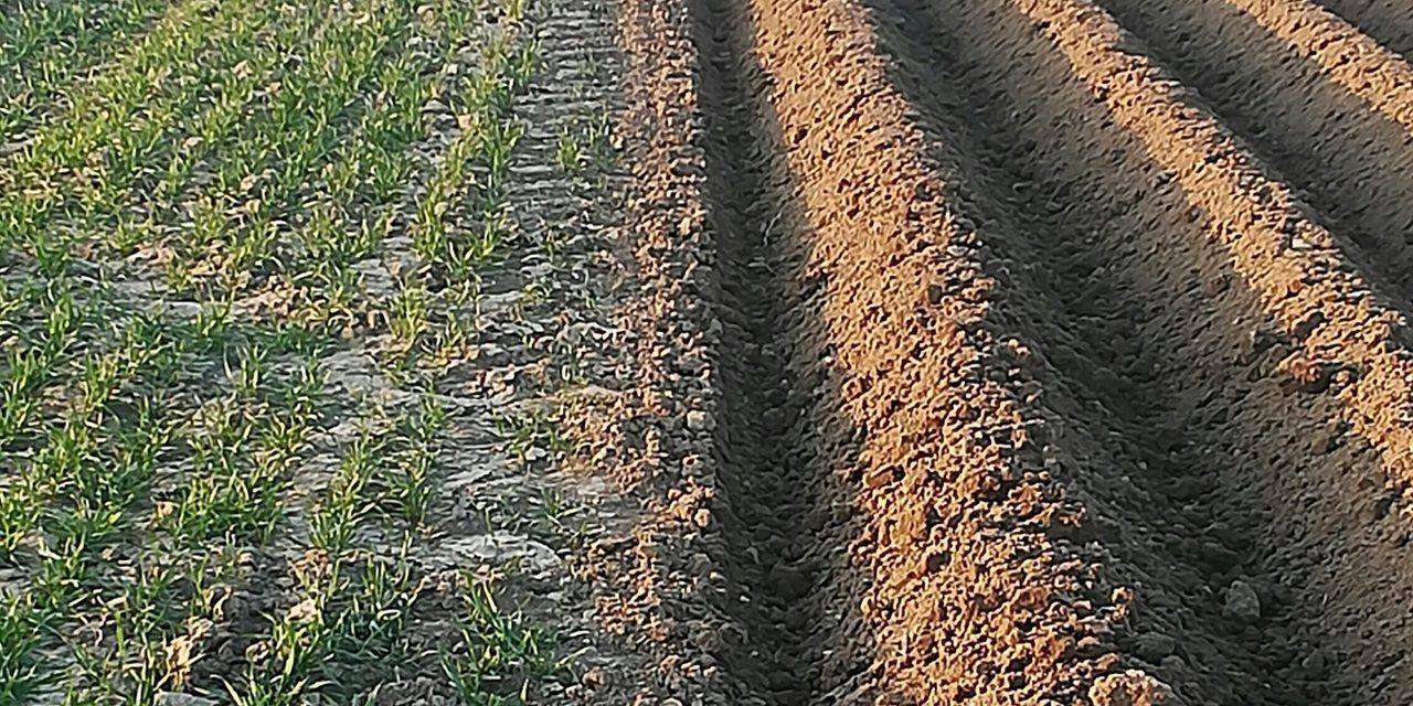 Freshly plowed soil rows beside green crop seedlings