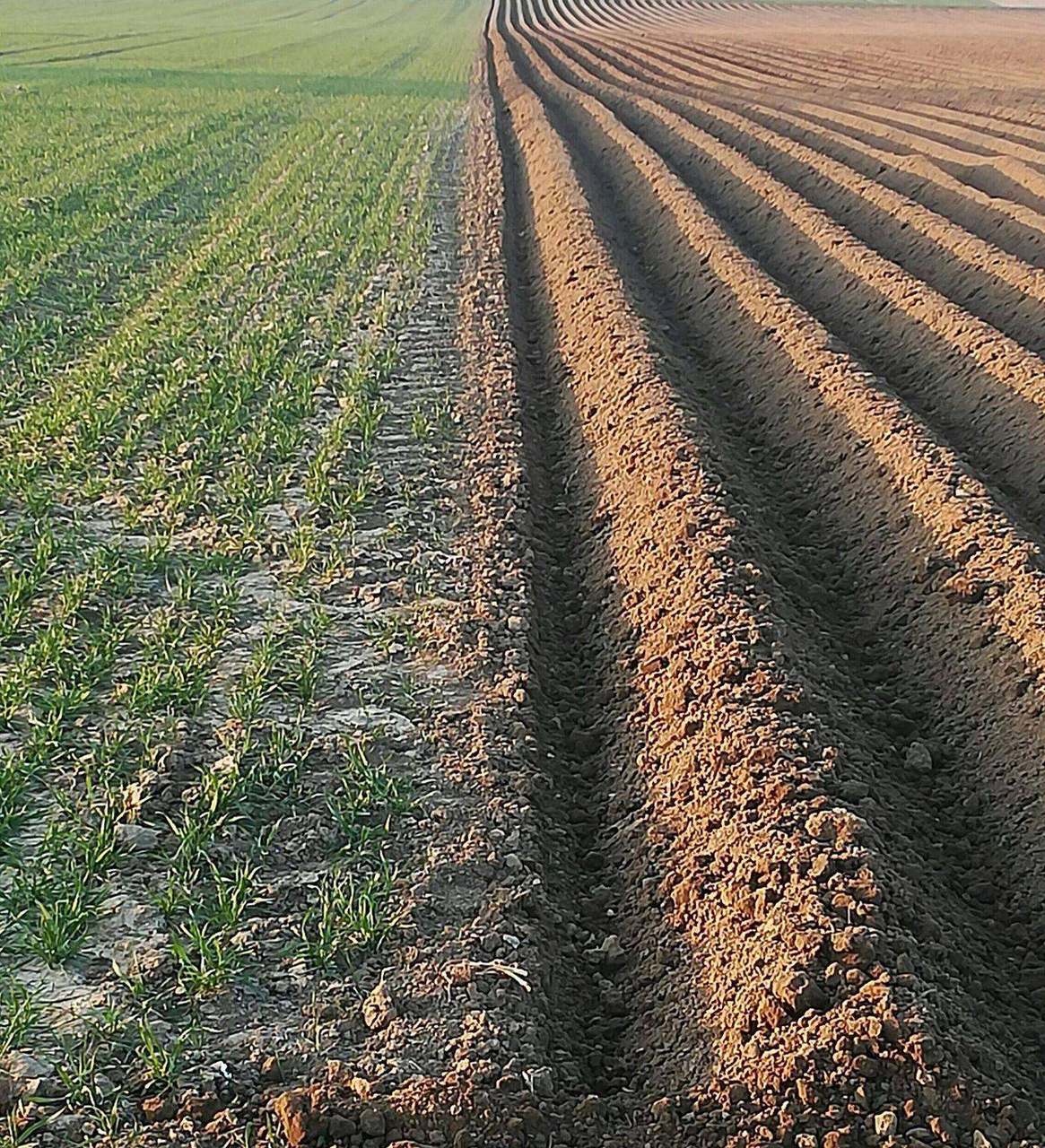 Freshly plowed soil rows beside green crop seedlings