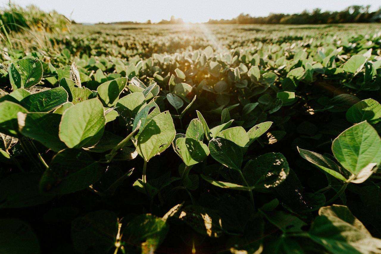 Close-up soybean field leaves with sun flare