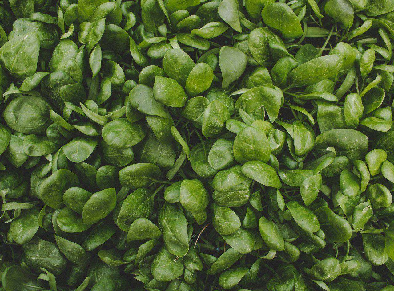 Close-up of fresh glossy spinach leaves filling frame