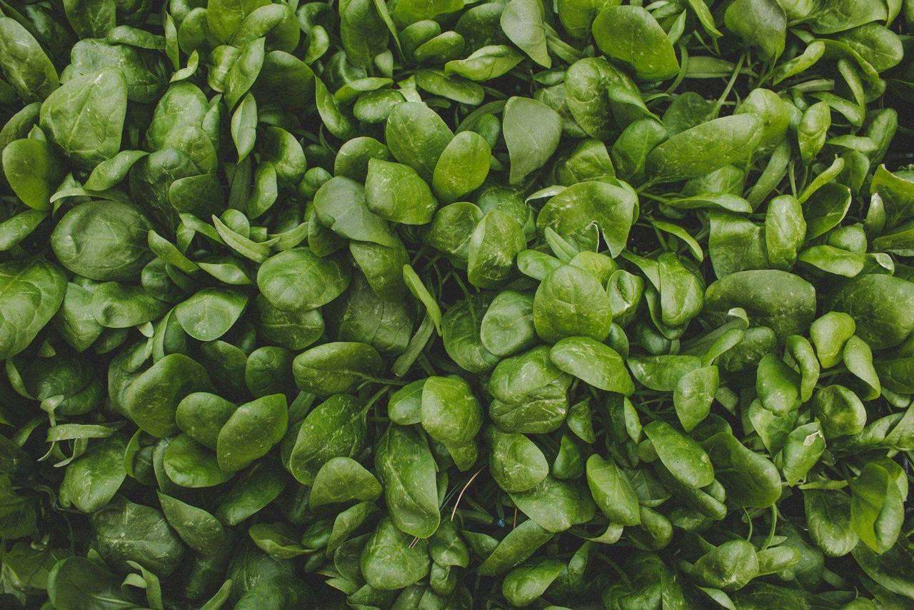 Close-up of fresh glossy spinach leaves filling frame