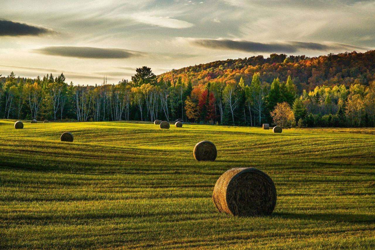 Round hay bales in golden field with autumn hillside