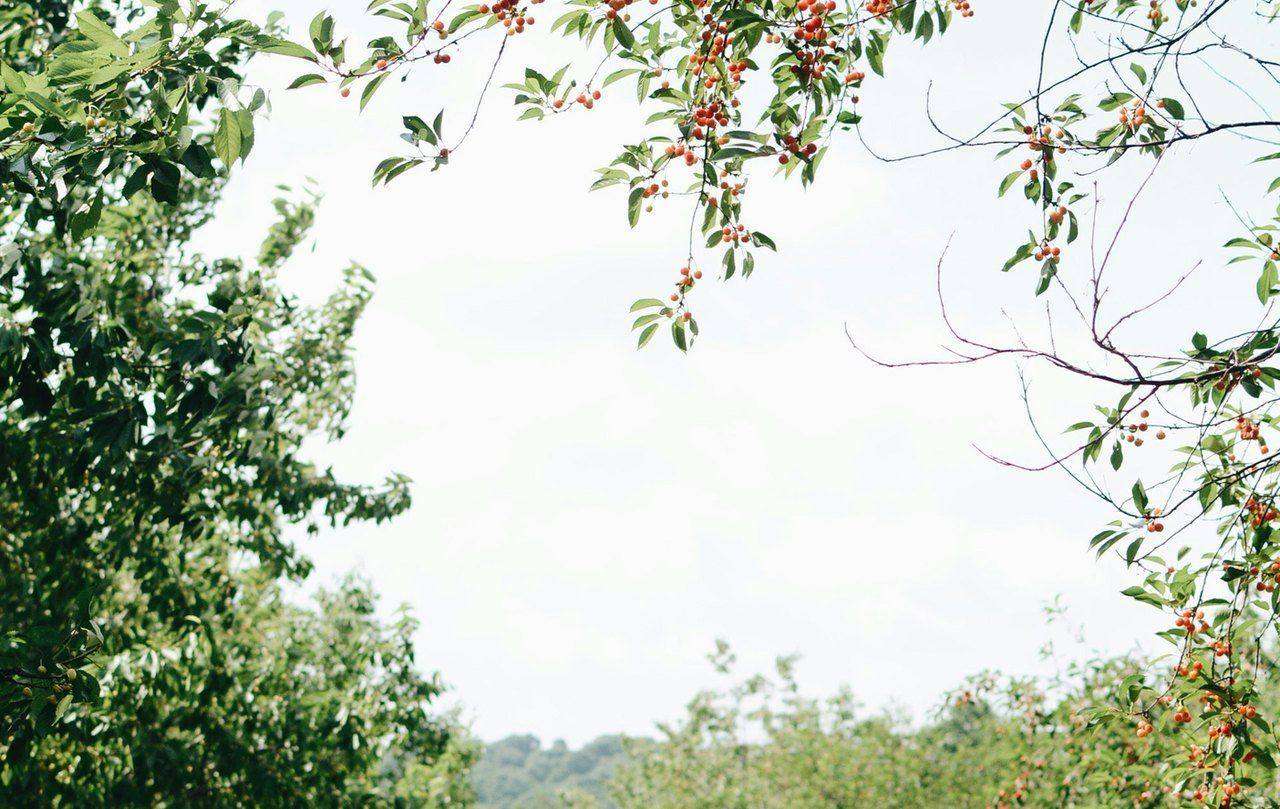 Cherry branch laden with fruit over orchard path