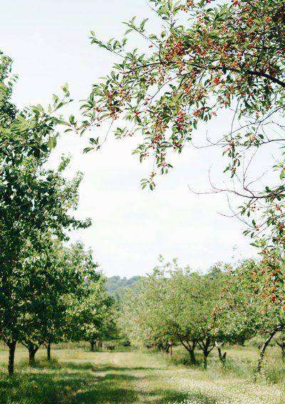 Cherry branch laden with fruit over orchard path