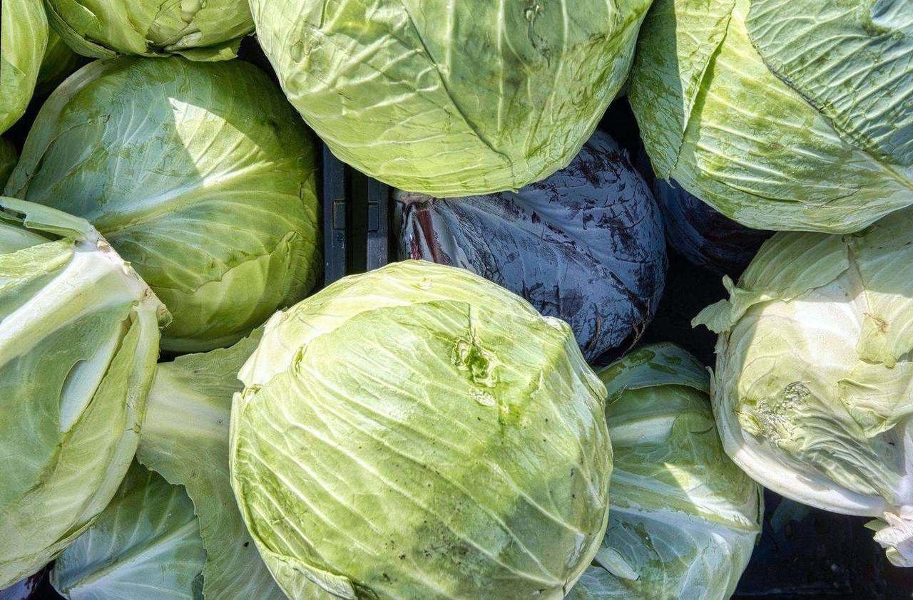 Close overhead pile of fresh green cabbages