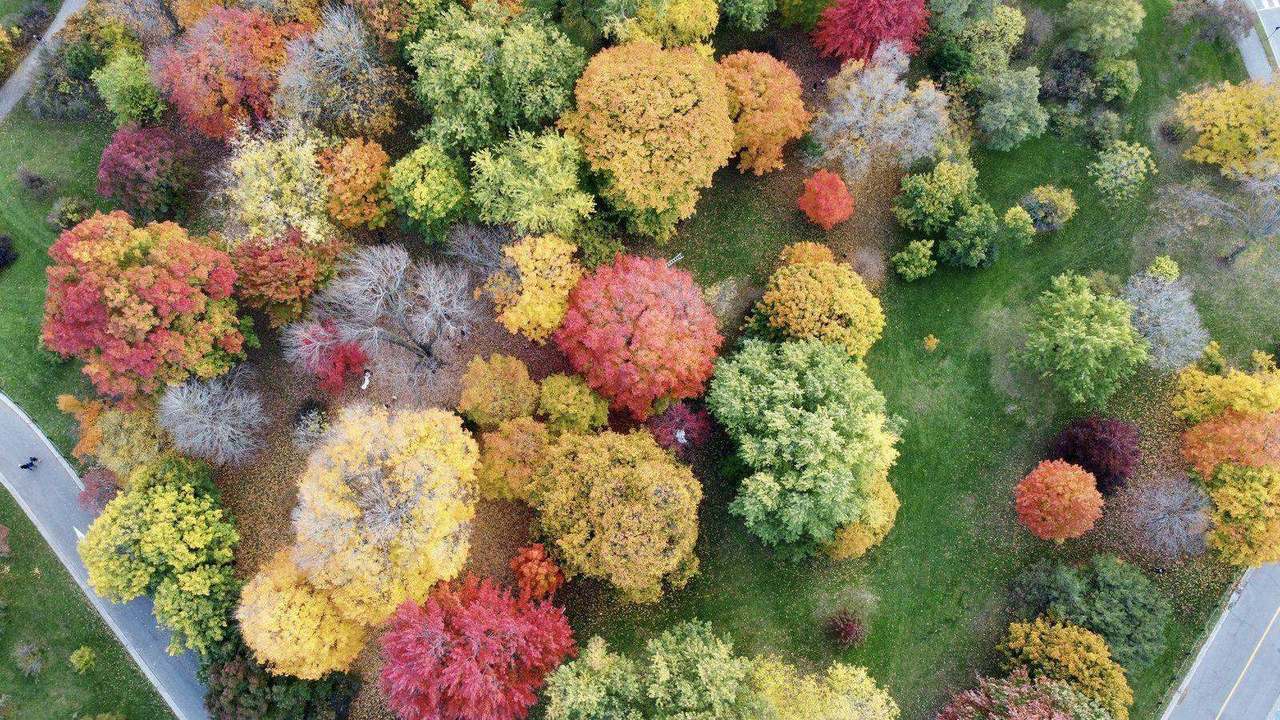 Aerial view of colorful autumn treetops beside road