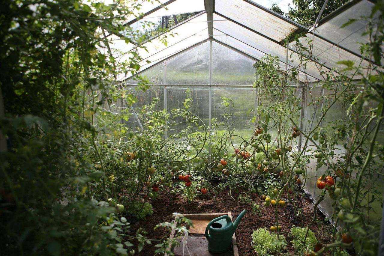 Greenhouse interior with ripening tomato plants and watering can